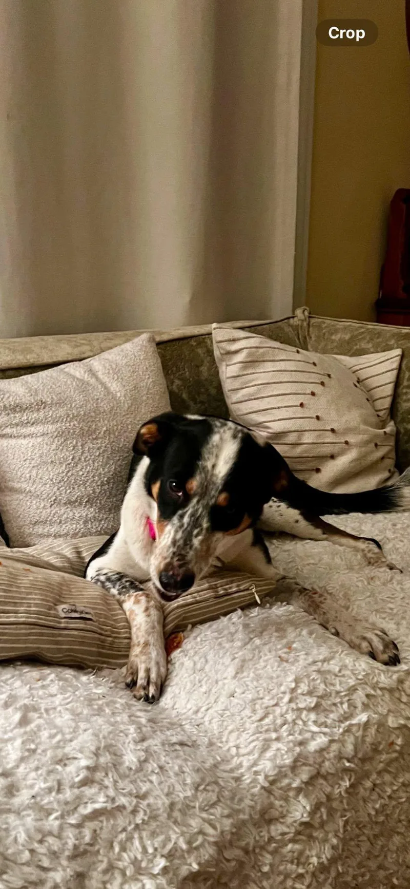 An adult medium-sized female Tricolor (Brown, Black, & White) Hound dog named Harper for adoption in Riverdale, NJ