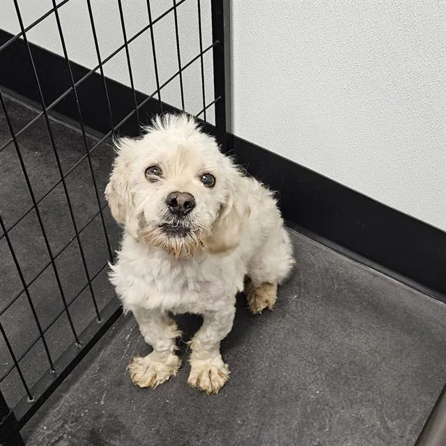 An adult small-sized male Maltese dog named A for adoption in Wylie, TX