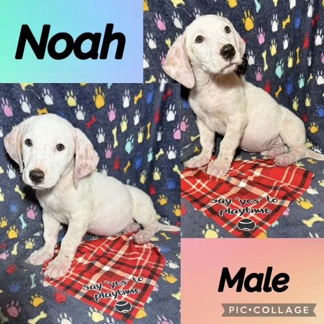 Noah