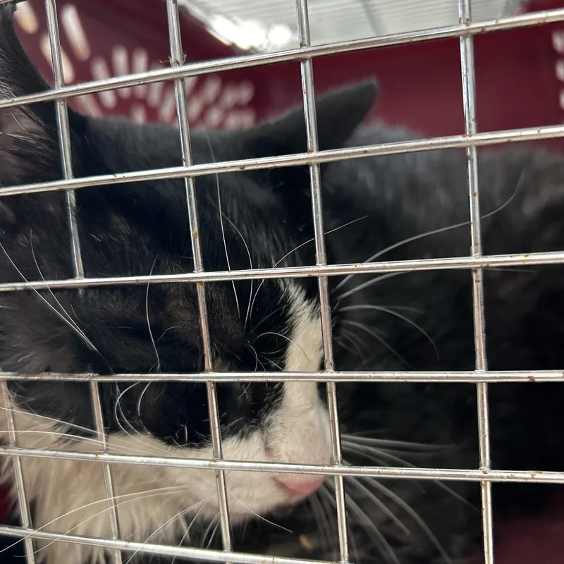 An adult large-sized male Black Domestic Short Hair cat named Swimmer for adoption in League City, TX