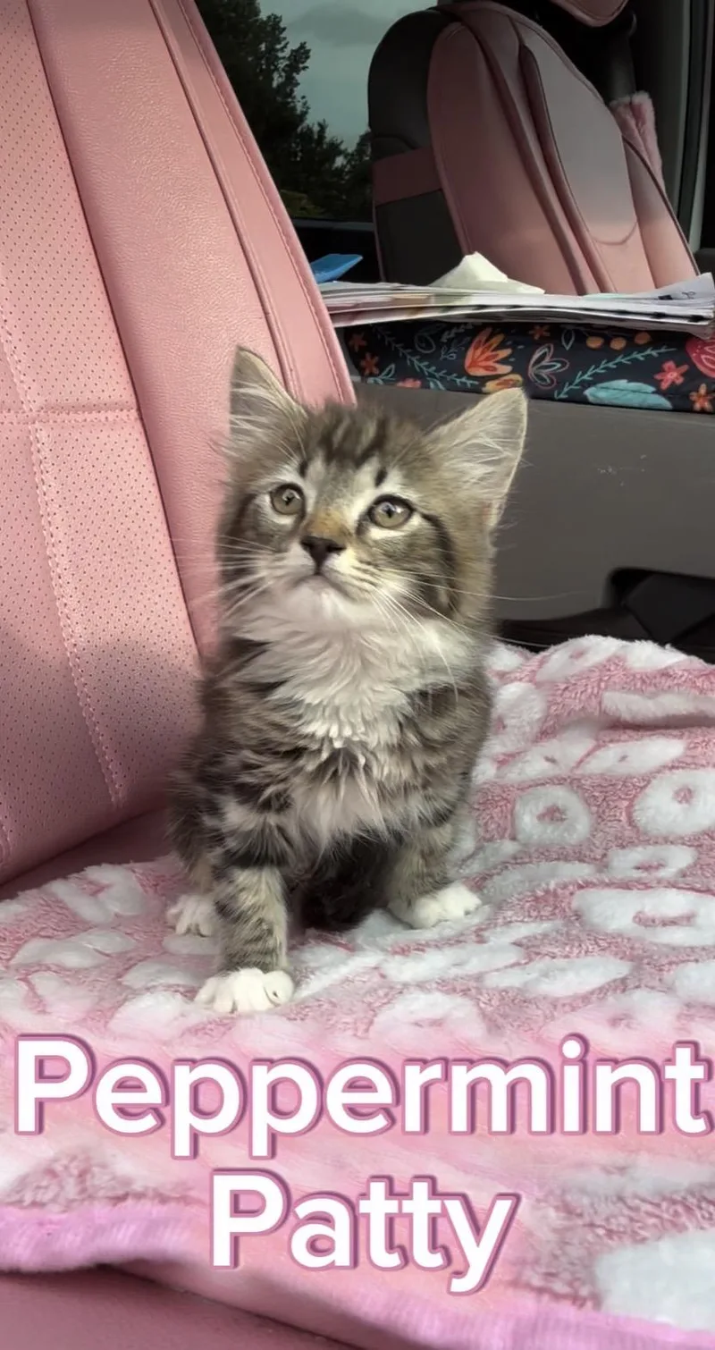 A young large-sized female Domestic Medium Hair cat named Peppermint Patty for adoption in Currie, NC