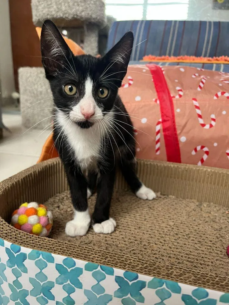 A baby small-sized male Black & White / Tuxedo Domestic Short Hair cat named Apolo for adoption in Naranjito, PR