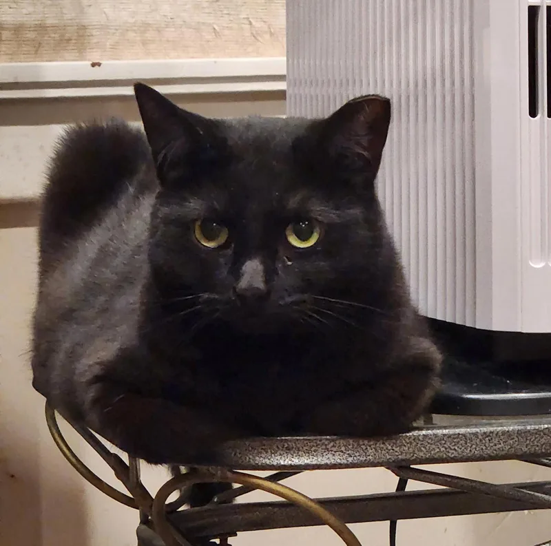 An adult medium-sized male Black Domestic Short Hair cat named Cipher for adoption in Monrovia, CA
