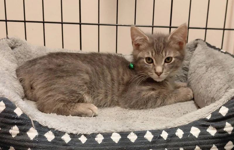 A baby medium-sized male Domestic Short Hair cat named Hubba Bubba for adoption in Gettysburg, PA