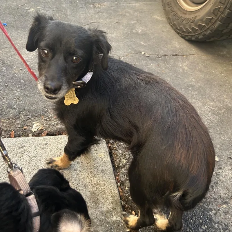 An adult small-sized female Chihuahua dog named Casey for adoption in Point Richmond, CA