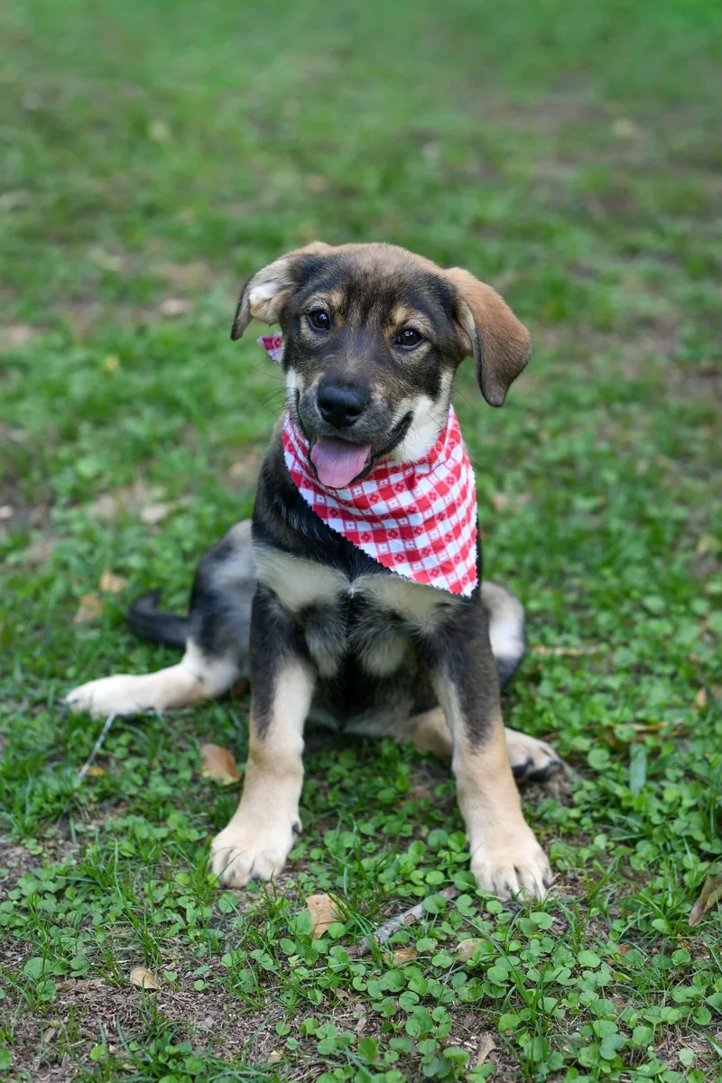 A baby medium-sized female Sable Mixed Breed dog named Dina for adoption in BONIFAY, FL