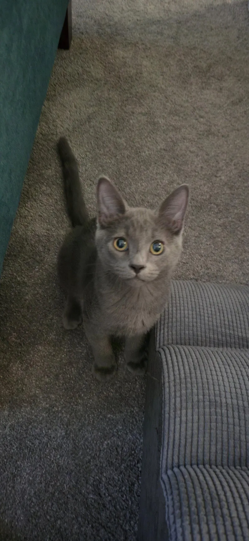 A baby medium-sized male Russian Blue cat named Kevin for adoption in Vallejo, CA