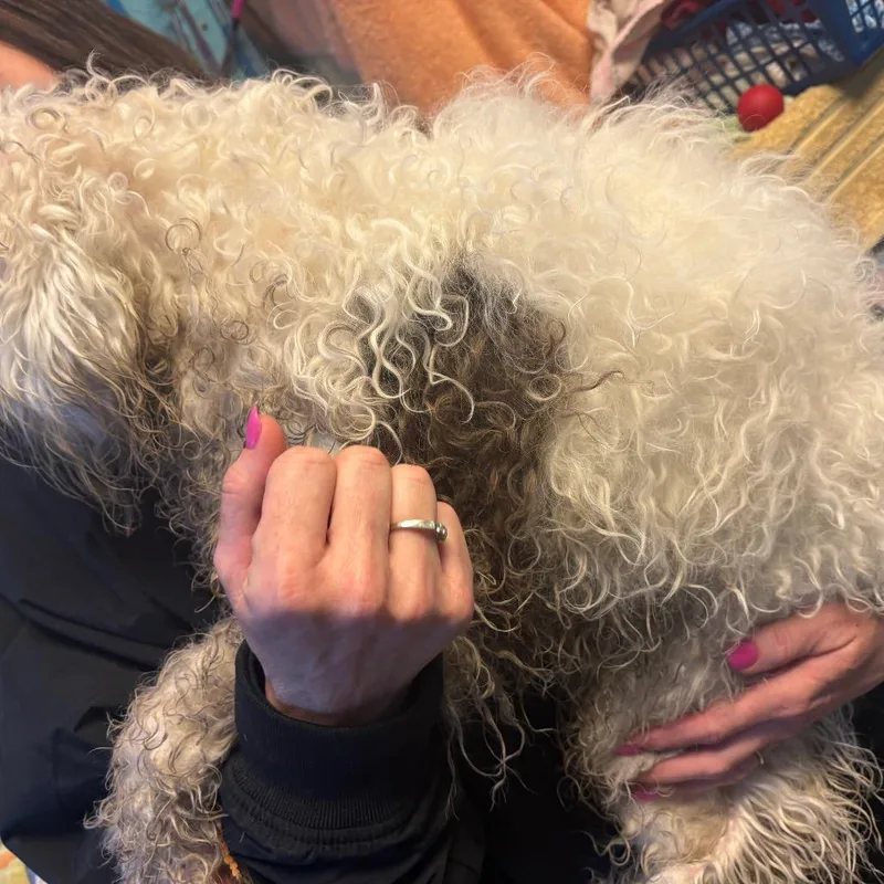 An adult medium-sized female White / Cream Miniature Poodle dog named Luna for adoption in Pennsville, NJ