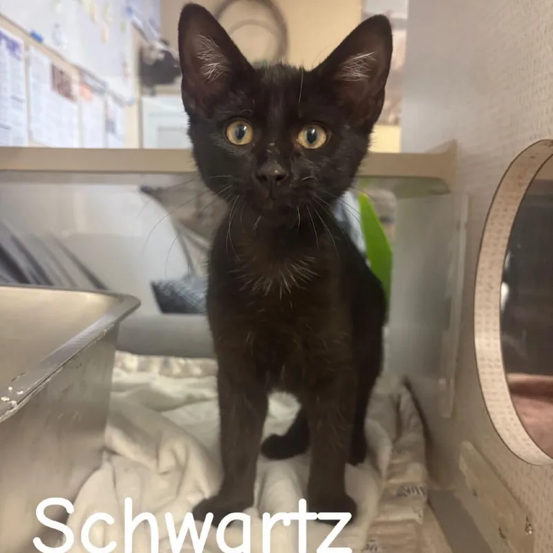 A baby small-sized male Black Domestic Short Hair cat named Schwartz for adoption in Buffalo, MN
