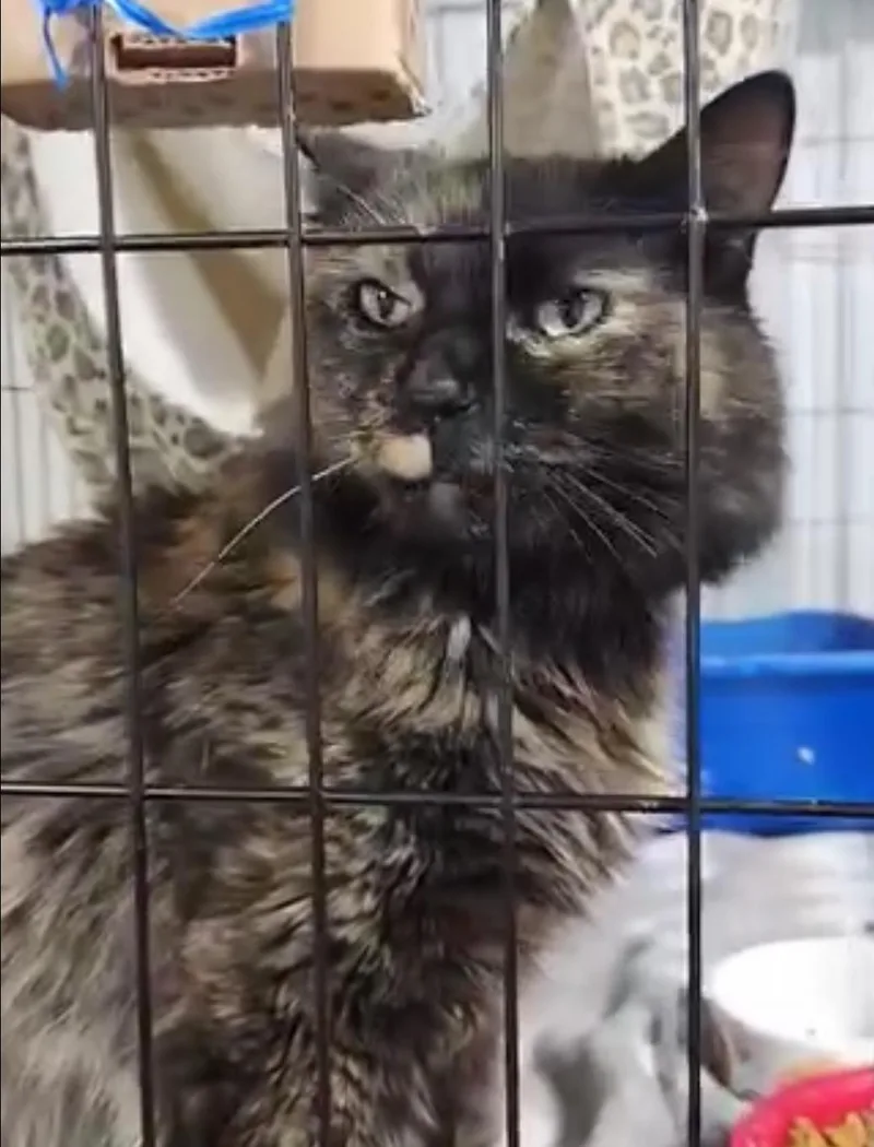 Luna Sue thumbnail 2