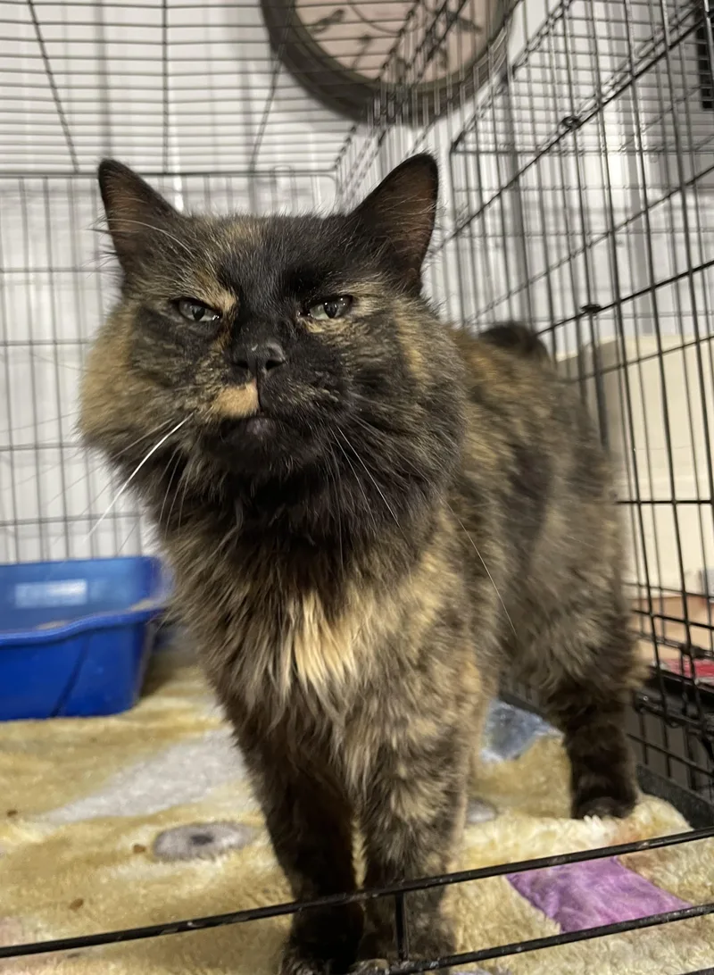 Luna Sue thumbnail 3