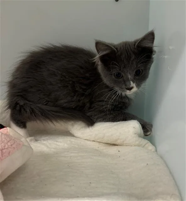 A baby small-sized male Domestic Medium Hair cat named Bam Bam for adoption in Peoria, IL
