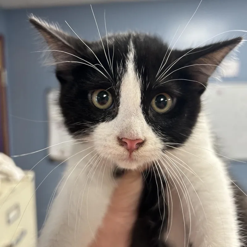 A baby small-sized male White Domestic Short Hair cat named Pig for adoption in St Joseph, MO
