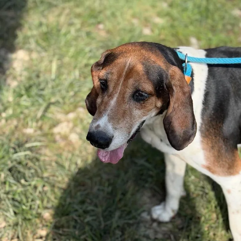 A senior medium-sized male Treeing Walker Coonhound dog named Pappy Earl for adoption in Frederick, MD