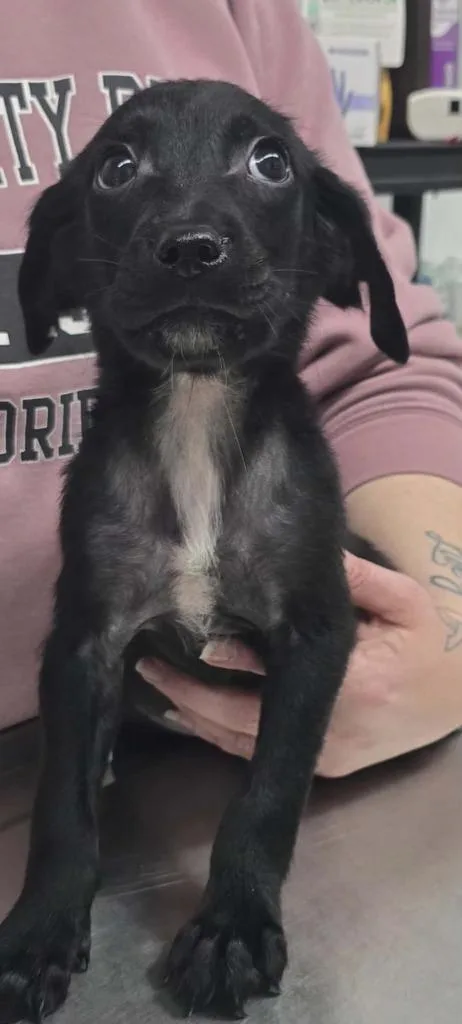 A baby small-sized male Mixed Breed dog named Draco for adoption in Hillsdale, IN