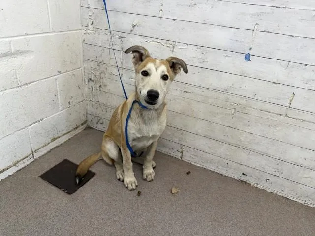 A young small-sized male German Shepherd Dog dog named Brad for adoption in San Bernardino, CA