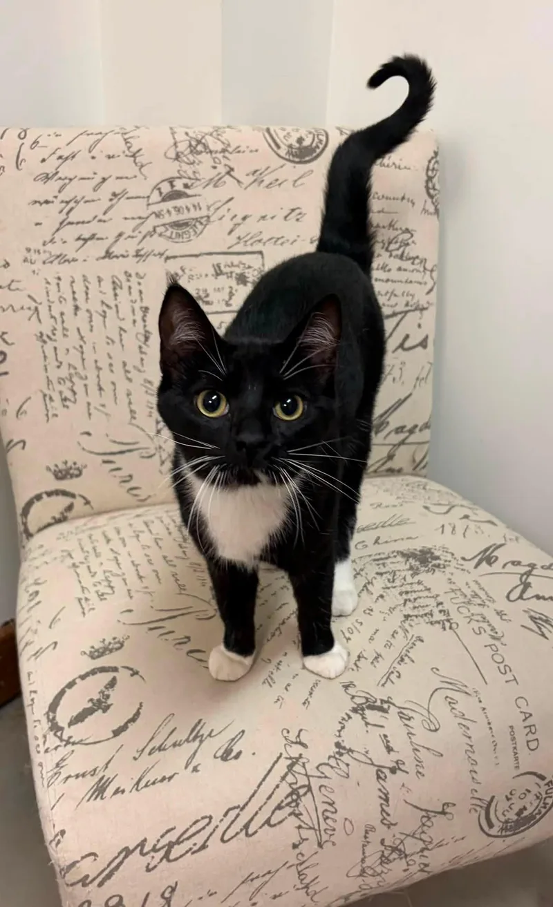 A young medium-sized male Black & White / Tuxedo Domestic Short Hair cat named Taxi for adoption in Grand Forks, ND