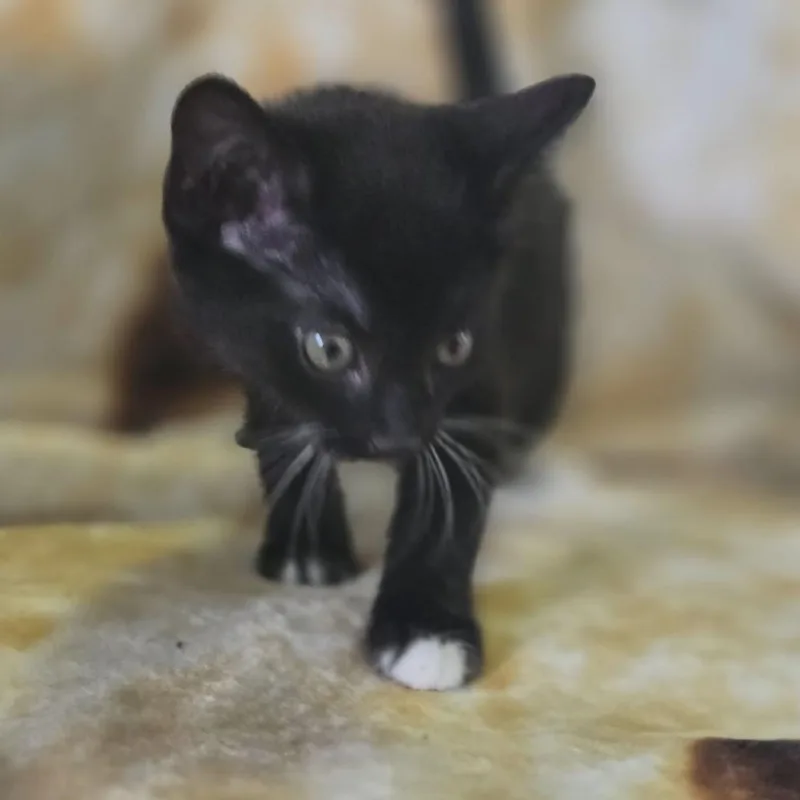 A baby small-sized male Black Domestic Short Hair cat named Poe for adoption in Gordonsville, TN