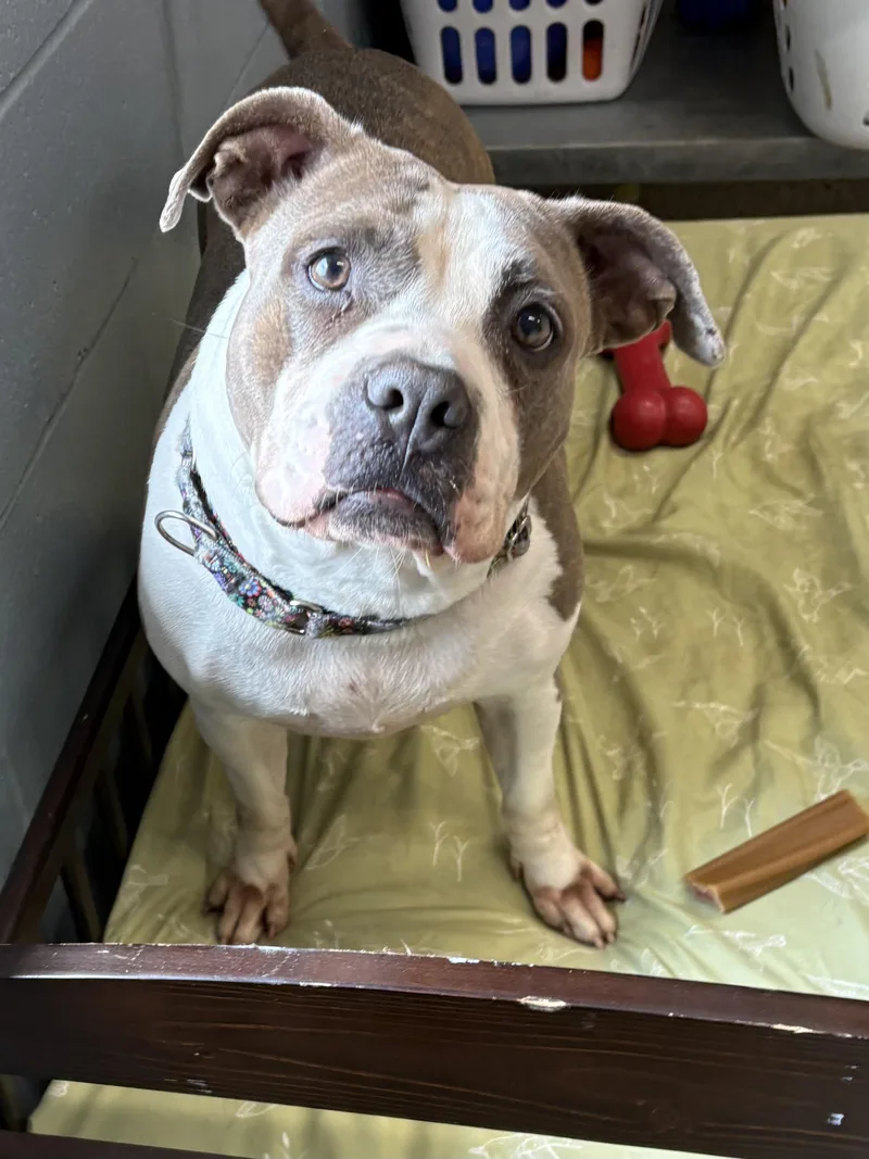 An adult medium-sized female Pit Bull Terrier dog named Gigi for adoption in Youngstown, OH