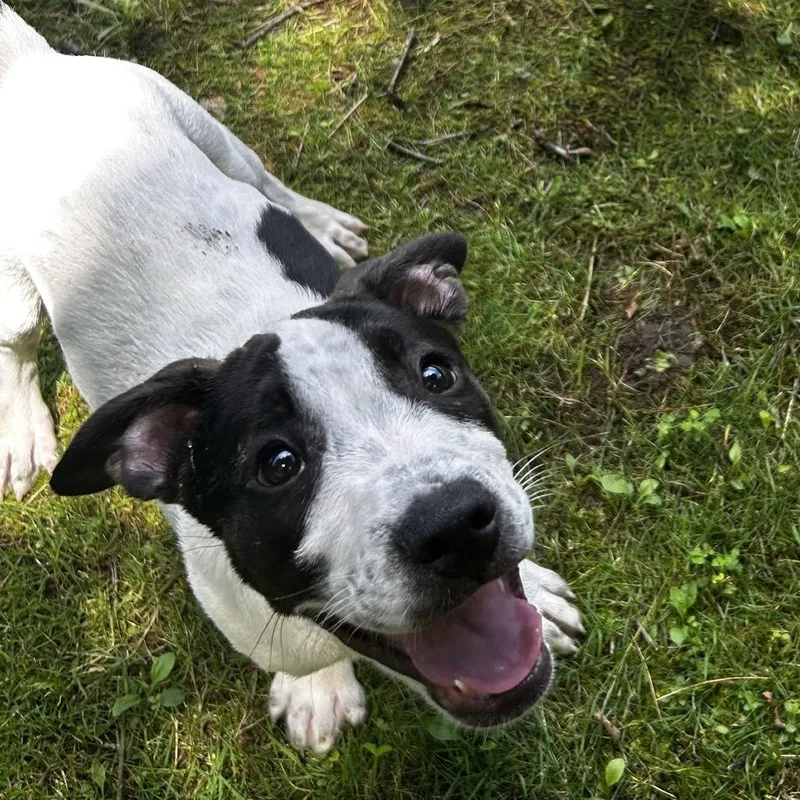 A baby small-sized male White / Cream Mixed Breed dog named Pterodactyl for adoption in Spruce Pine, NC