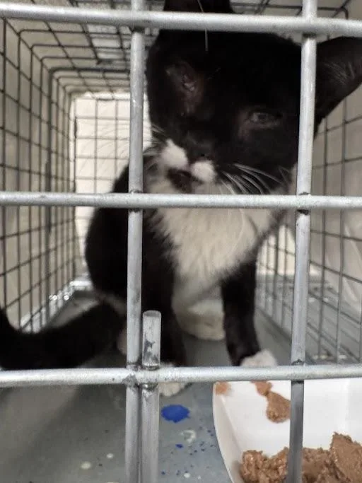 A young small-sized male Domestic Short Hair cat named Max Goofy for adoption in Las Vegas, NV