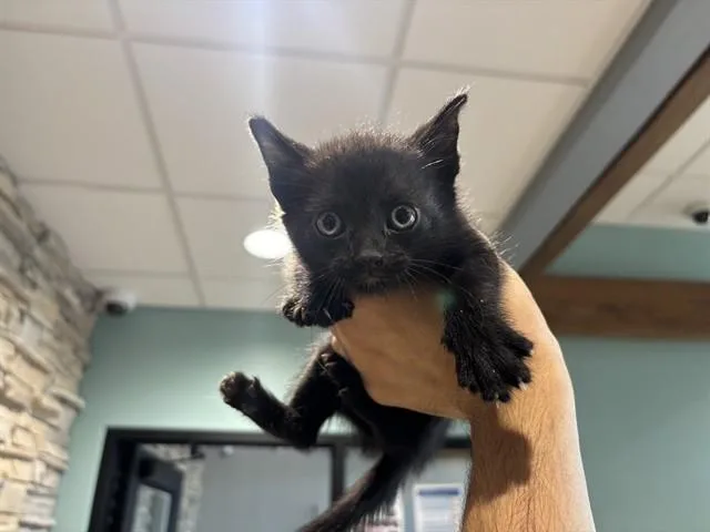 A baby small-sized female Domestic Short Hair cat named Laney for adoption in Garland, TX