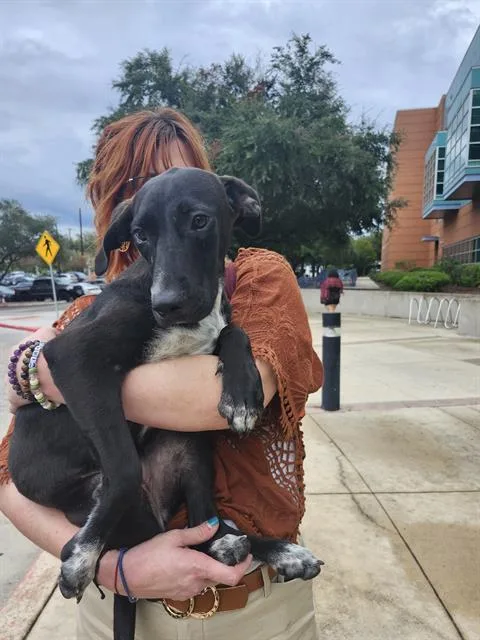 A young small-sized female American Staffordshire Terrier dog named Penelope for adoption in San Antonio, TX