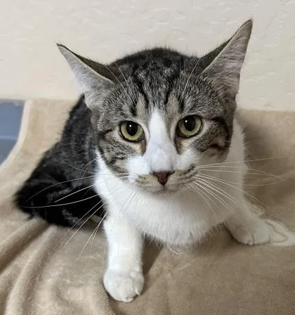 An adult small-sized female Domestic Short Hair cat named Ginger for adoption in Phoenix, AZ