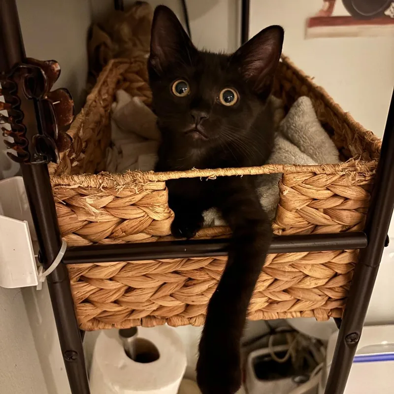 A baby small-sized male Black Domestic Short Hair cat named Nova for adoption in Fort Lauderdale, FL