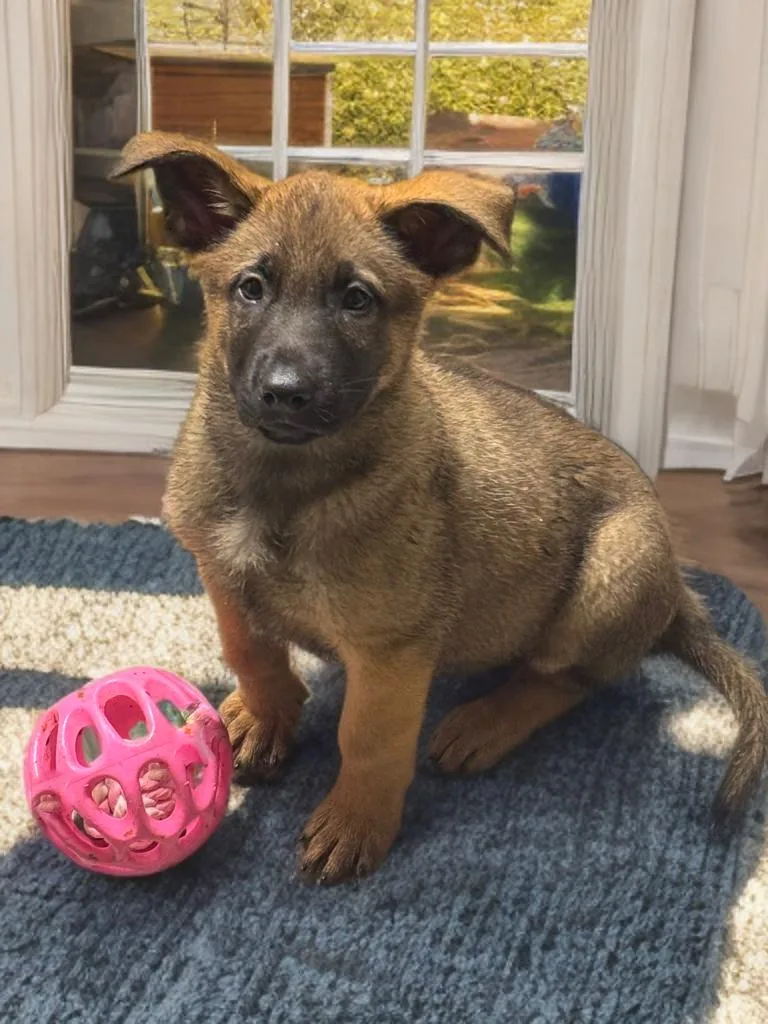 Koda