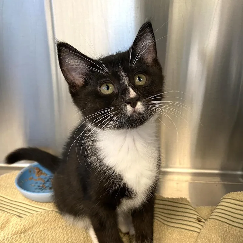 A baby small-sized male Black Domestic Short Hair cat named Harrison for adoption in Washington Township, OH