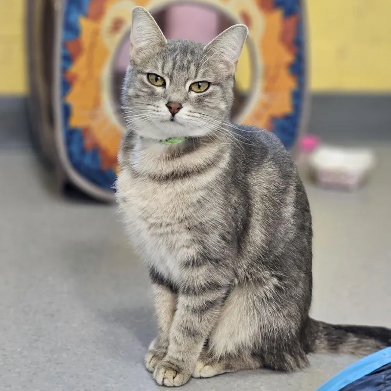 A young medium-sized female Gray / Blue / Silver Domestic Short Hair cat named Whimsy for adoption in Lakewood, CO
