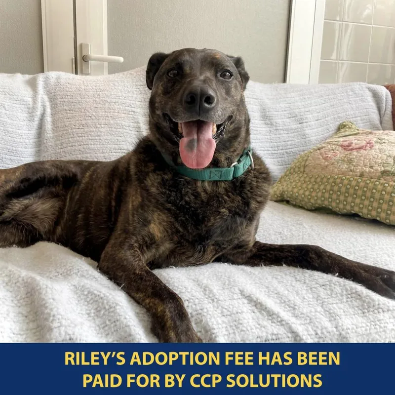 A senior medium-sized female Black Mixed Breed dog named Riley for adoption in New York, NY