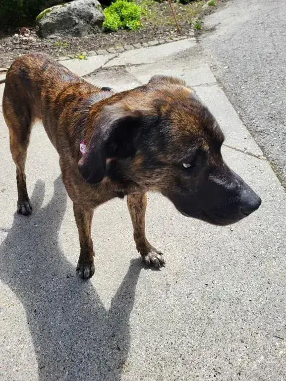An adult large-sized male Brindle Mixed Breed dog named Dozer for adoption in Grand Rapids, MI