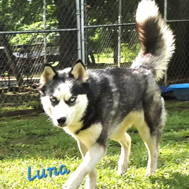 A young medium-sized female White / Cream Siberian Husky dog named Luna for adoption in Athens, AL