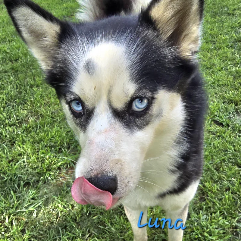 Luna thumbnail 2