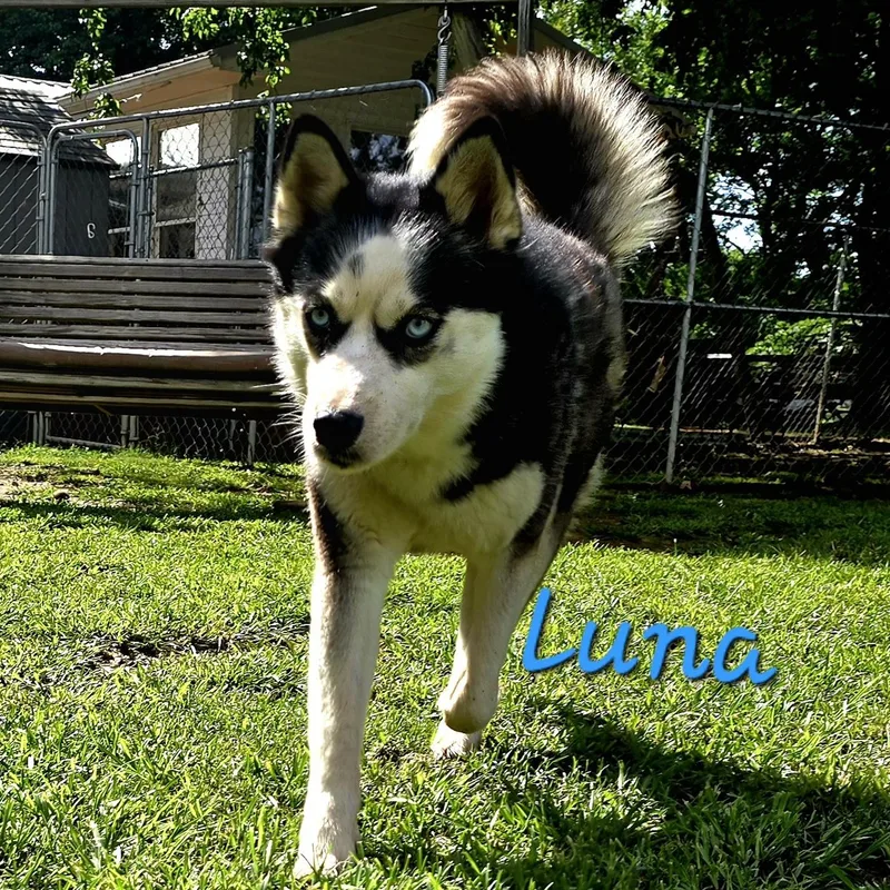 Luna thumbnail 3
