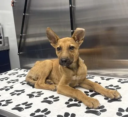 A young small-sized male Shepherd dog named B Crimp for adoption in North Charleston, SC