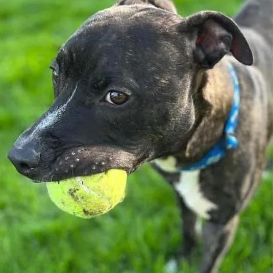 Marvin  Needs A thumbnail 2