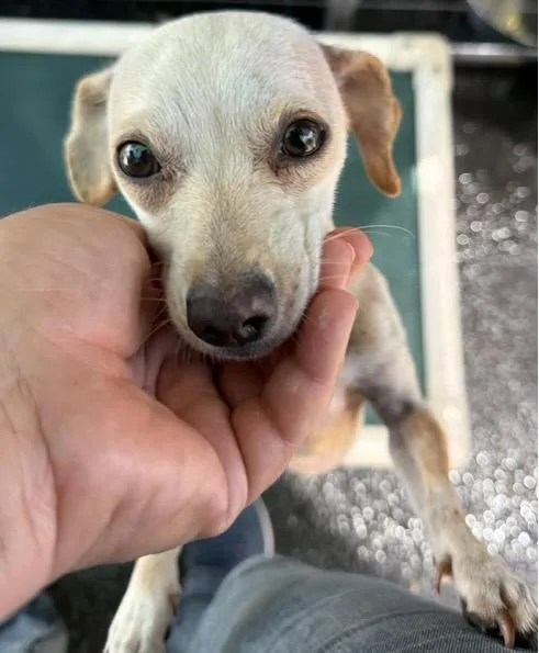 An adult small-sized female White / Cream Dachshund dog named Katara for adoption in Santa Rosa, CA