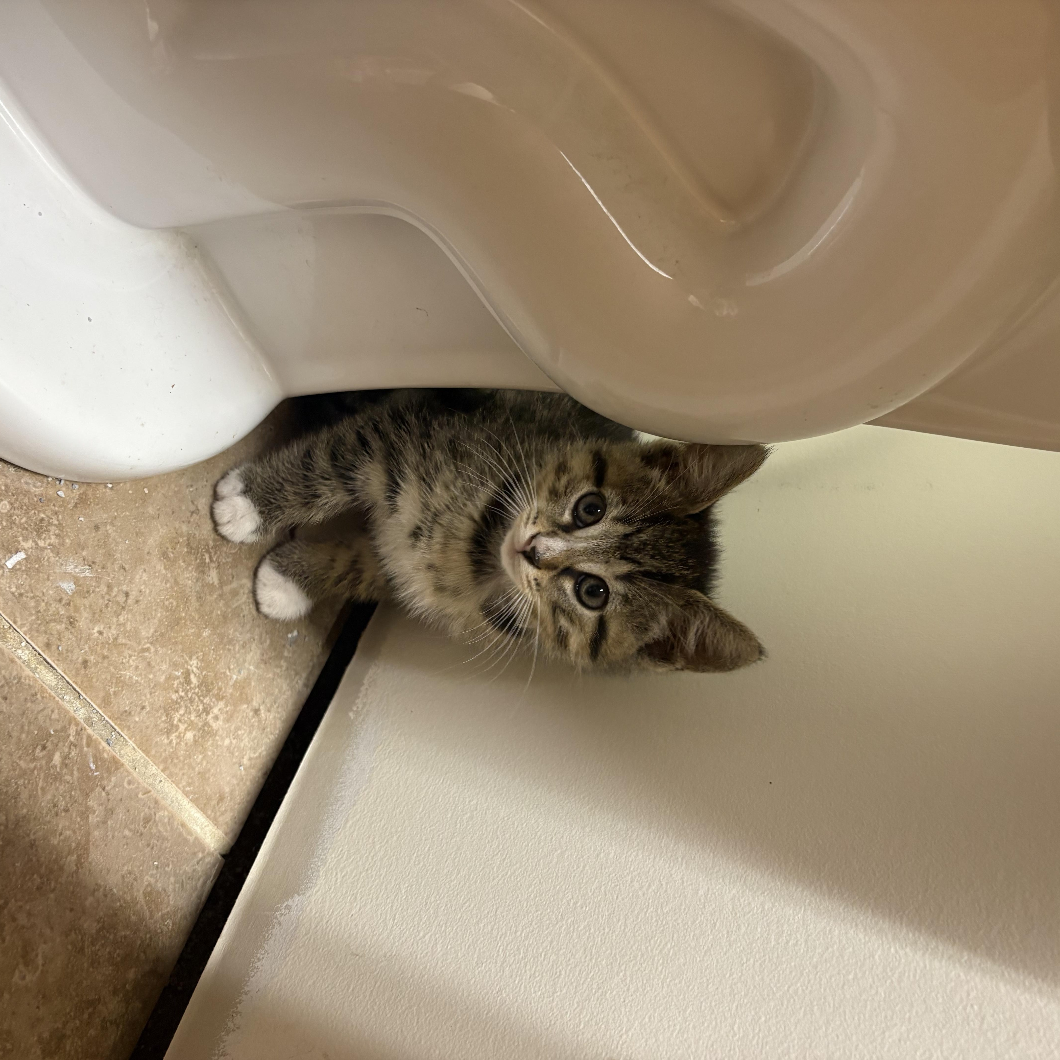 A baby medium-sized female Tabby (Gray / Blue / Silver) Tabby cat named Padame for adoption in Kenhorst, PA