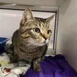 An adult large-sized male Tabby (Brown / Chocolate) Domestic Short Hair cat named Sega for adoption in Hilliard, OH
