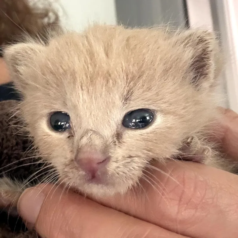 A baby small-sized female Buff / Tan / Fawn Domestic Short Hair cat named Pip for adoption in Long Beach, CA