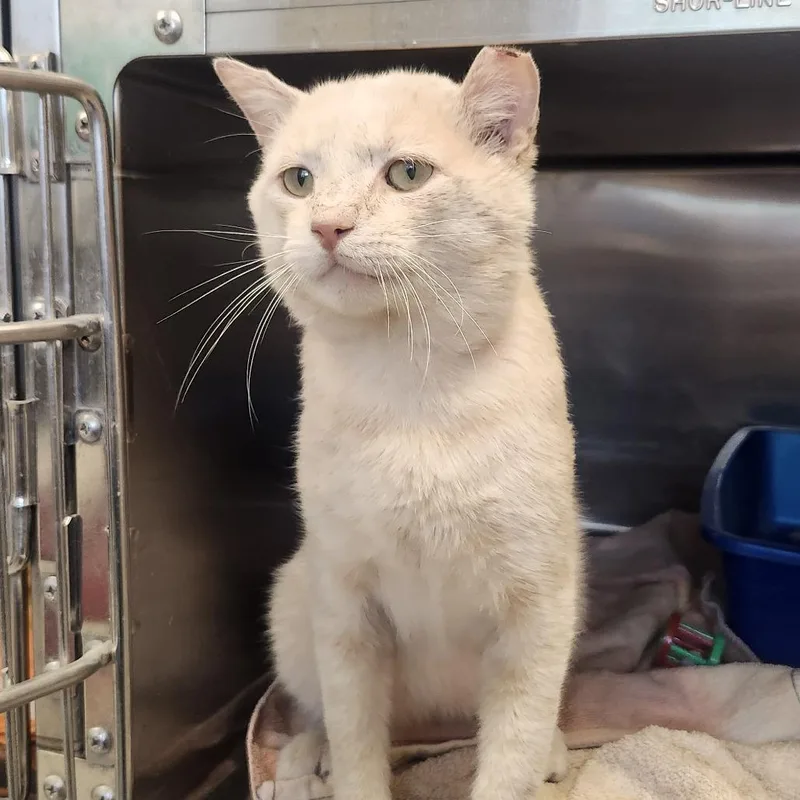 A young large-sized male Buff / Tan / Fawn Domestic Short Hair cat named Oscar for adoption in Columbia Station, OH