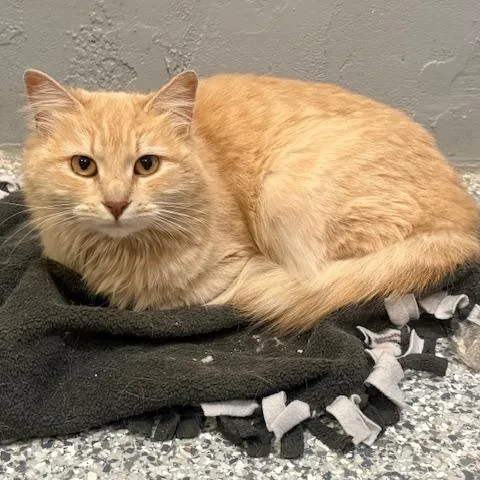 An adult medium-sized female Buff / Tan / Fawn Domestic Long Hair cat named Florence for adoption in Antioch, CA