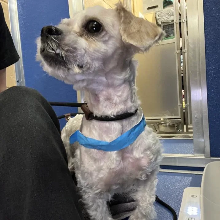 A young small-sized male White / Cream Mixed Breed dog named Jalapeno for adoption in Murray, UT