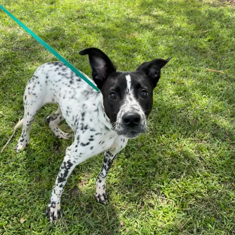 A young medium-sized male Australian Shepherd dog named Sparky for adoption in Valdosta , GA