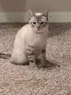 A young medium-sized female Siamese cat named Astrid for adoption in Parlier, CA