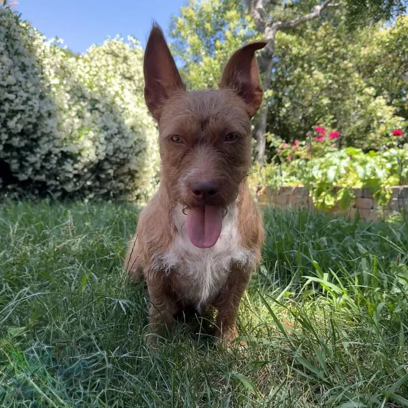 An adult medium-sized female Wire Fox Terrier dog named Sweetheart for adoption in Chico, CA