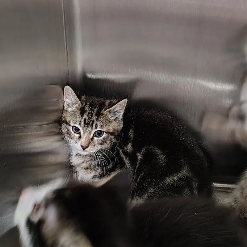 A baby small-sized male Brown / Chocolate Domestic Medium Hair cat named Captain Hook for adoption in Coos Bay, OR